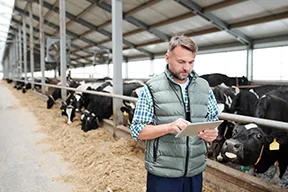 Livestock Farming