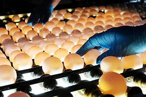 Poultry Farming